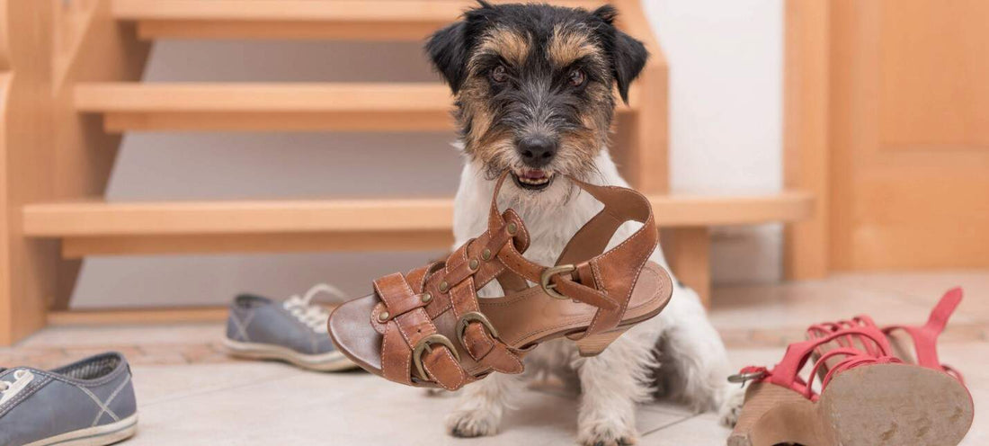 How to get your Dog to Stop Chewing Everything?
